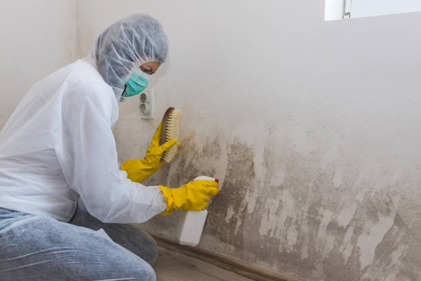 Best HVAC Mold Remediation in Pumpkin Center, NC