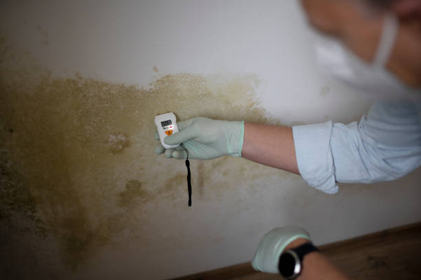 Best White Mold Remediation in Pumpkin Center, NC