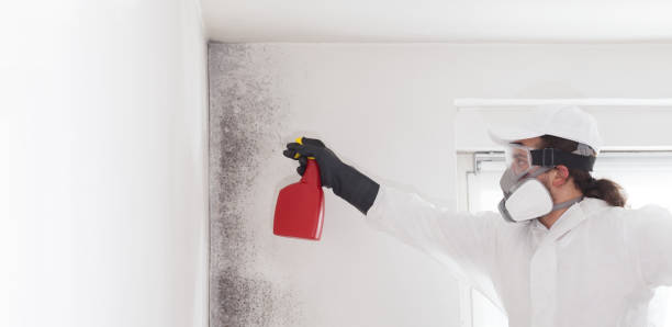 Professional Mold Remediation in Pumpkin Center, NC