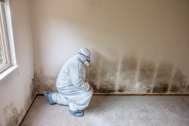Best Attic Mold Remediation in Pumpkin Center, NC