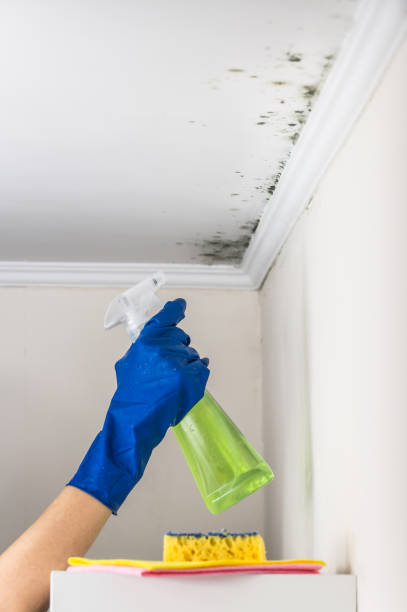 Best Industrial Mold Remediation in Pumpkin Center, NC
